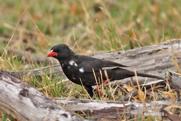 Red-billed Buffalo-Weaver (Bubalornis niger)