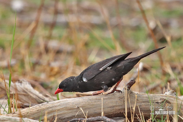 leje Supermarked Supermarked Red-billed Buffalo-Weaver Photos, Red-billed Buffalo-Weaver Images, Nature  Wildlife Pictures | NaturePhoto