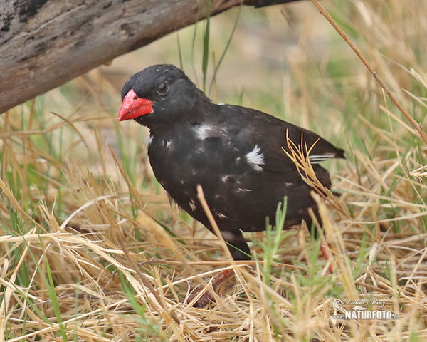 Red-billed Buffalo-Weaver (Bubalornis niger)