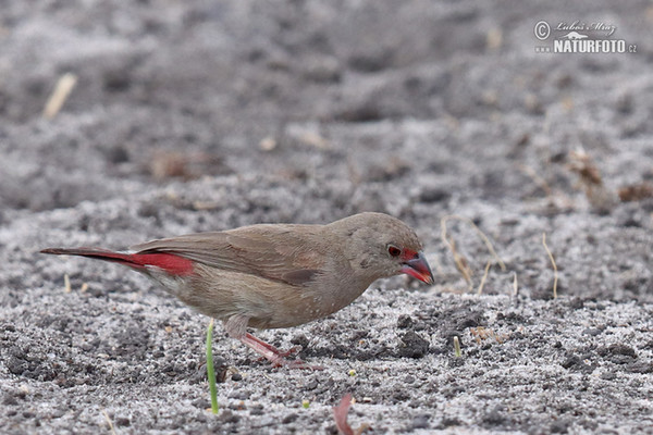 Red-billed Firefinch (Lagonosticta senegala)