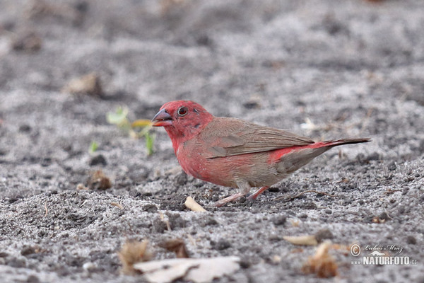 Red-billed Firefinch (Lagonosticta senegala)