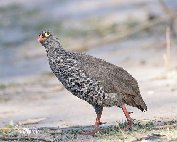 Red-billed Francolin (Francolinus adspersus)