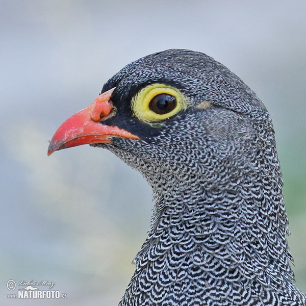 Red-billed Francolin (Francolinus adspersus)