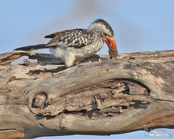 Red-billed Hornbill (Tockus erythrorhynchus)