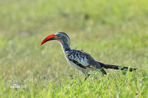 Red-billed Hornbill (Tockus erythrorhynchus)