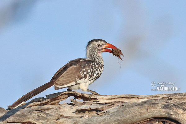 Red-billed Hornbill (Tockus erythrorhynchus)