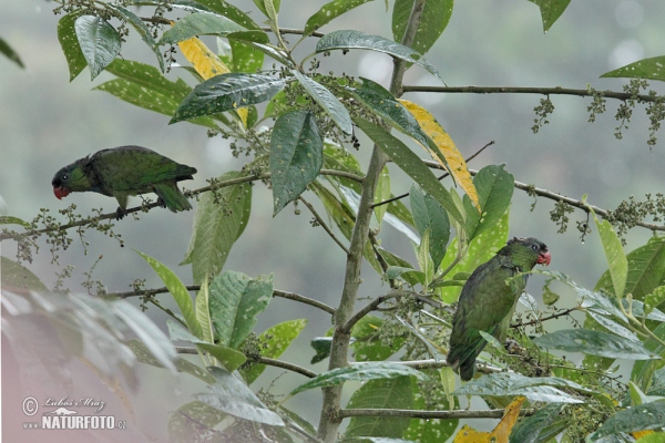 Red-billed Parrot (Pionus sordidus)