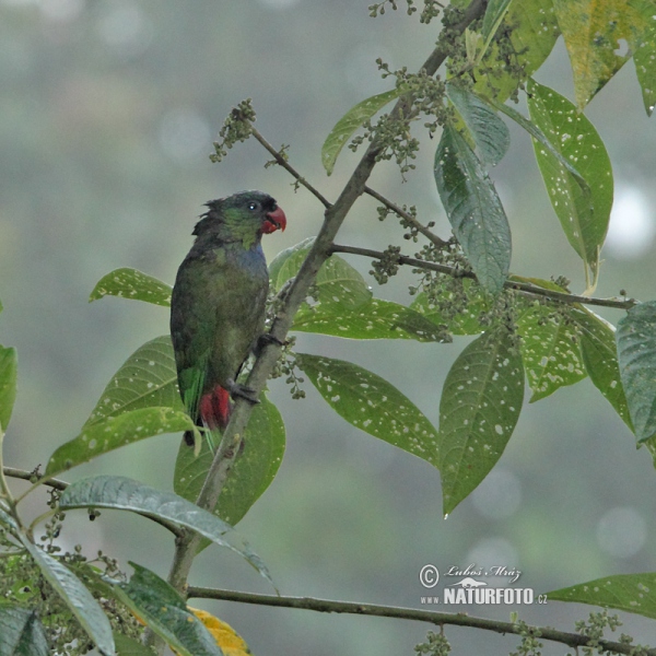 Red-billed Parrot (Pionus sordidus)