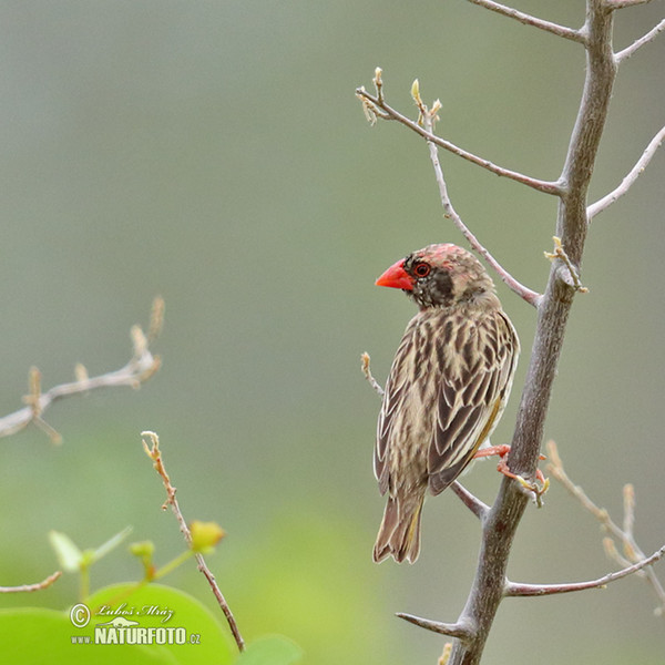 Red-billed Quelea (Quelea quelea)