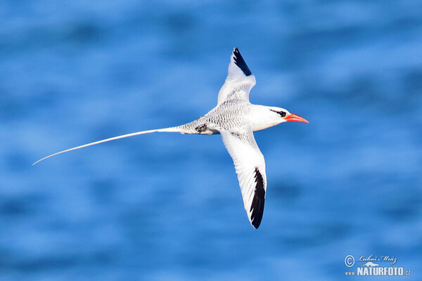 Red billed Tropicbird (Phaethon aethereus)