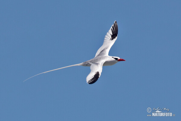 Red billed Tropicbird (Phaethon aethereus)