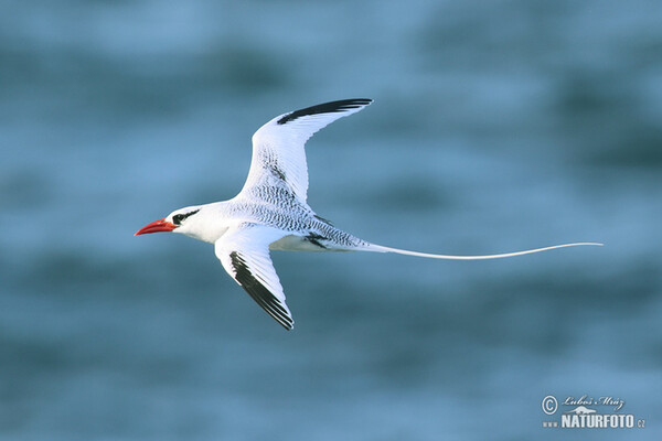 Red billed Tropicbird (Phaethon aethereus)