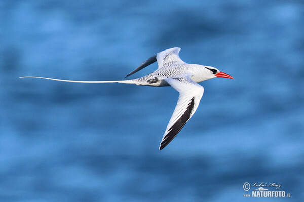 Red billed Tropicbird (Phaethon aethereus)