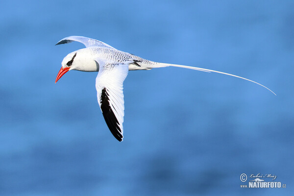 Red billed Tropicbird (Phaethon aethereus)