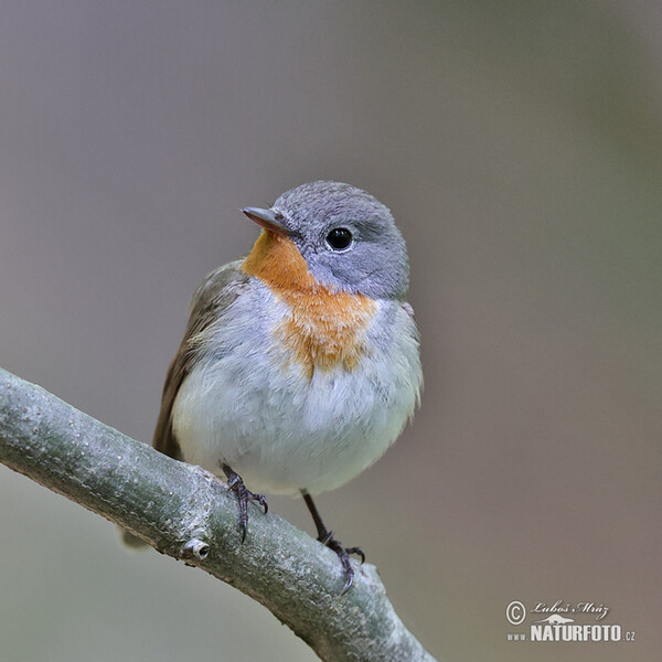 Red-breasted Flycatcher (Ficedula parva)