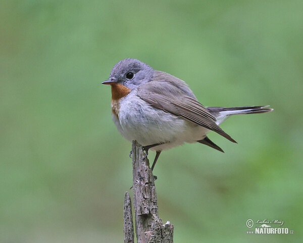 Red-breasted Flycatcher (Ficedula parva)