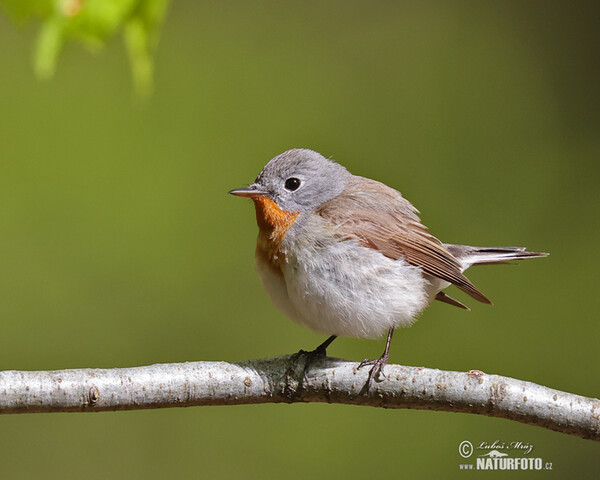 Red-breasted Flycatcher (Ficedula parva)