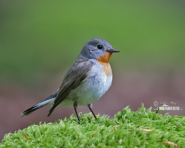 Red-breasted Flycatcher (Ficedula parva)