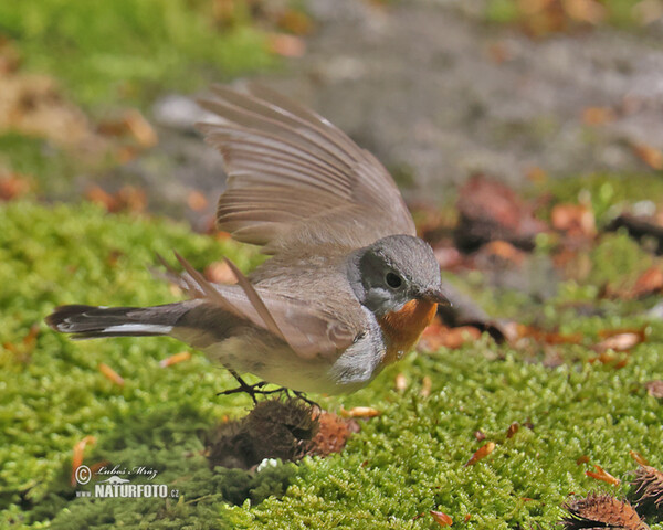 Red-breasted Flycatcher (Ficedula parva)