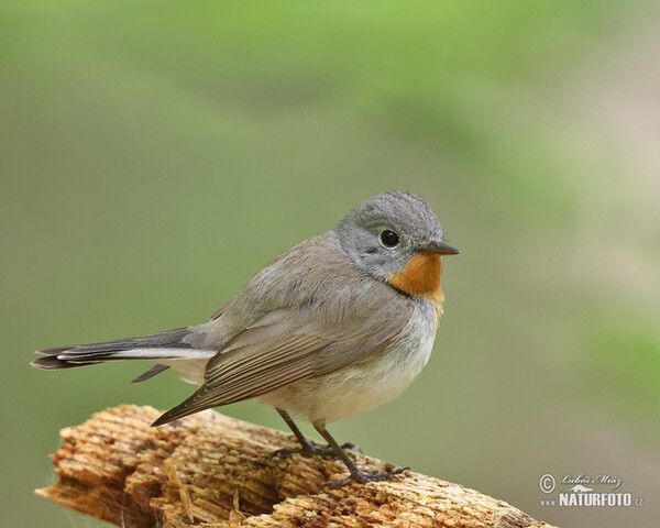 Red-breasted Flycatcher (Ficedula parva)