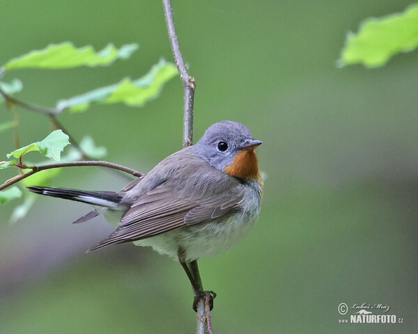 Red-breasted Flycatcher (Ficedula parva)