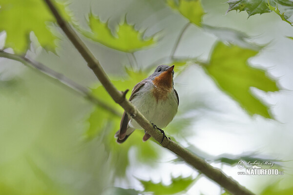 Red-breasted Flycatcher (Ficedula parva)