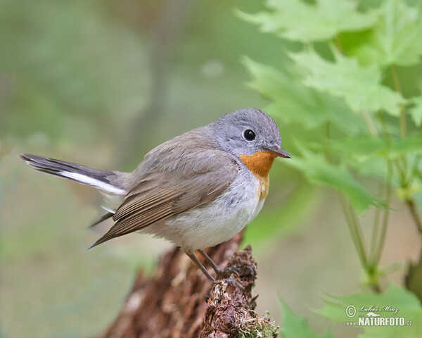 Red-breasted Flycatcher (Ficedula parva)