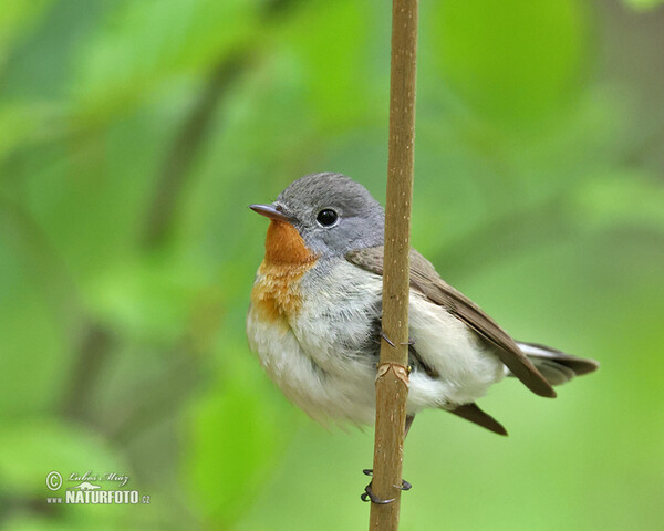 Red-breasted Flycatcher (Ficedula parva)