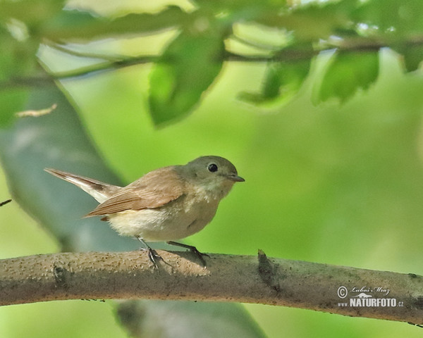 Red-breasted Flycatcher (Ficedula parva)