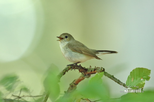 Red-breasted Flycatcher (Ficedula parva)