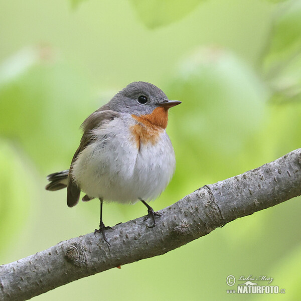 Red-breasted Flycatcher (Ficedula parva)