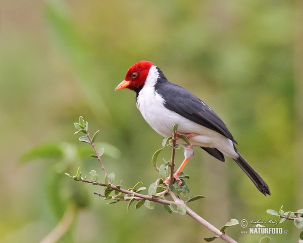 Red-cowled Cardinal (Paroaria dominicana)
