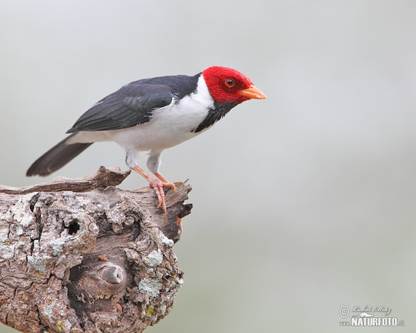 Red-cowled Cardinal (Paroaria dominicana)