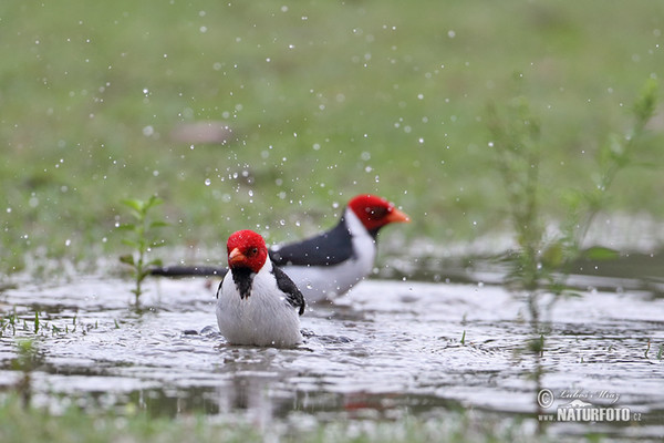 Red-cowled Cardinal (Paroaria dominicana)