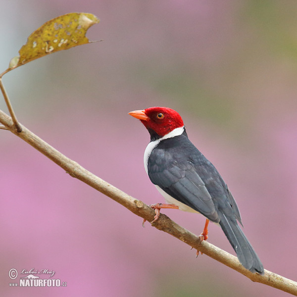 Red-cowled Cardinal (Paroaria dominicana)