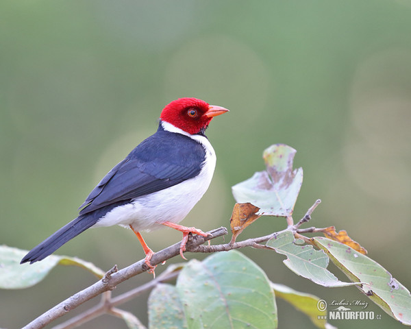 Red-cowled Cardinal (Paroaria dominicana)