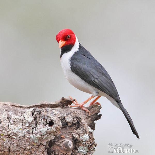 Red-cowled Cardinal (Paroaria dominicana)