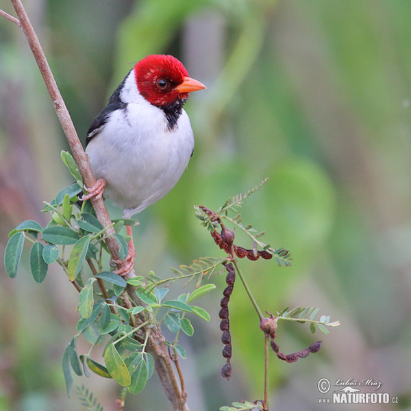 Red-cowled Cardinal (Paroaria dominicana)