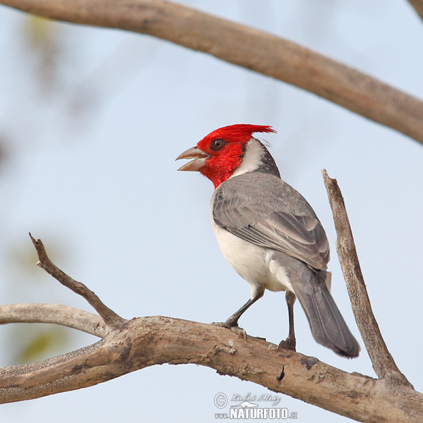 Red-crested Cardinal (Paroaria coronata)