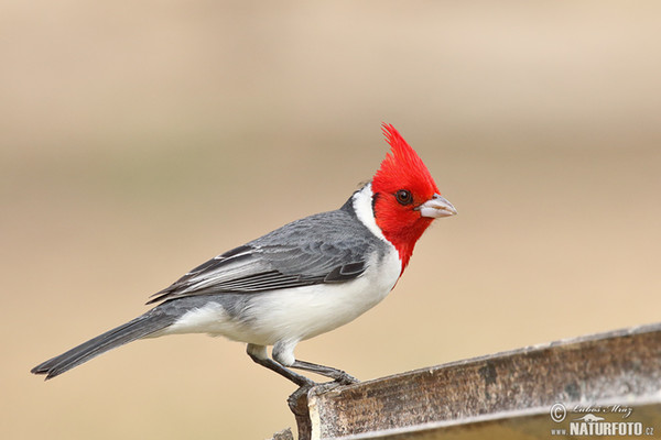 Red-crested Cardinal (Paroaria coronata)