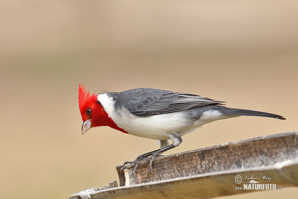 Red-crested Cardinal (Paroaria coronata)