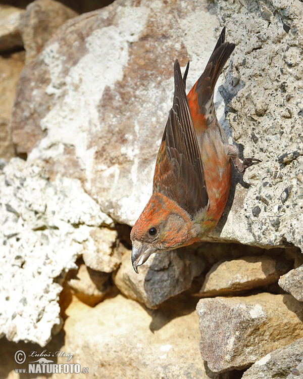 Red Crossbill (Loxia curvirostra)