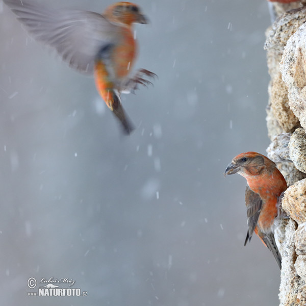 Red Crossbill (Loxia curvirostra)