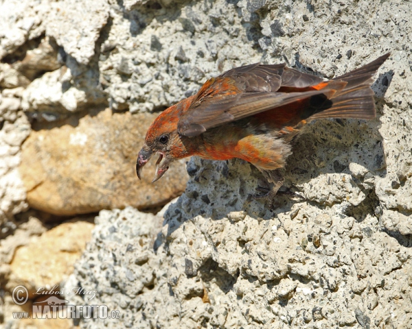 Red Crossbill (Loxia curvirostra)