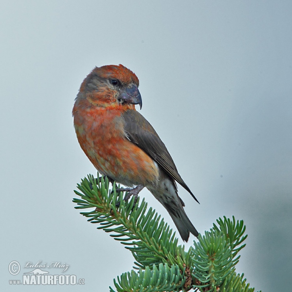 Red Crossbill (Loxia curvirostra)