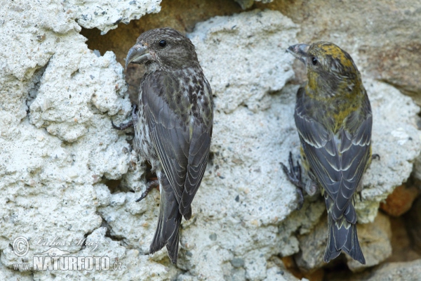 Red Crossbill (Loxia curvirostra)