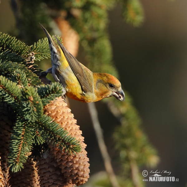 Red Crossbill (Loxia curvirostra)