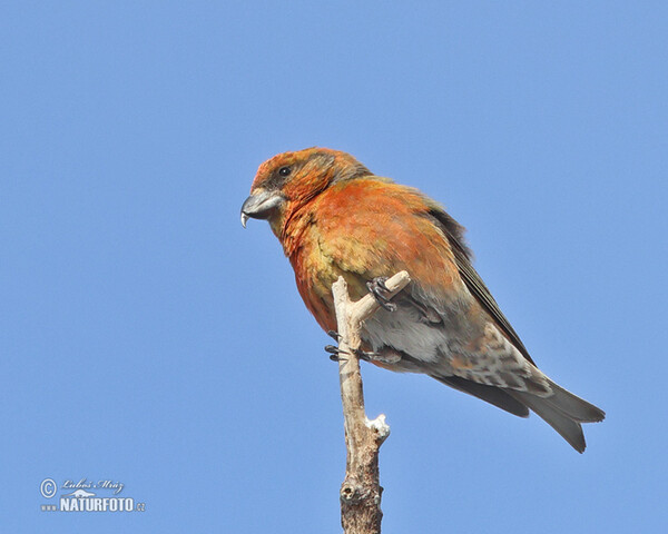 Red Crossbill (Loxia curvirostra)