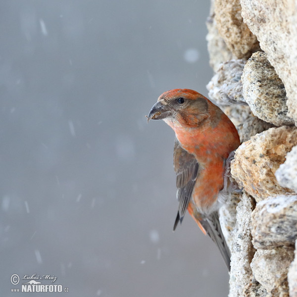 Red Crossbill (Loxia curvirostra)