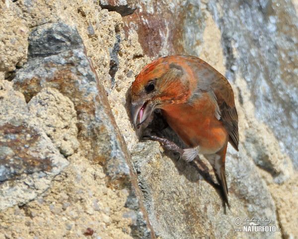 Red Crossbill (Loxia curvirostra)